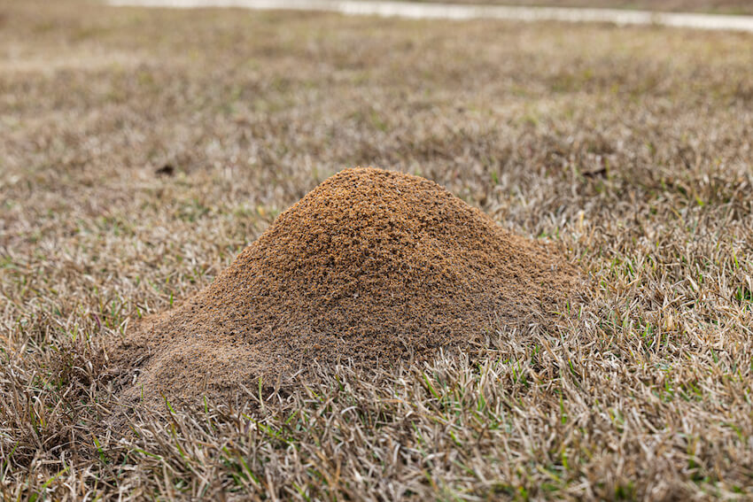 A fire ant mound in a grassy lawn.