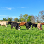 Cattle grazing on winter forages